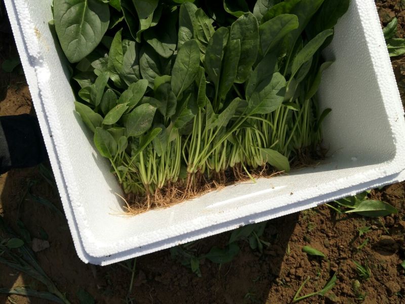 菠菜25~30厘米