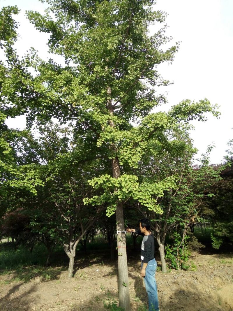 红叶小波0.5米以下