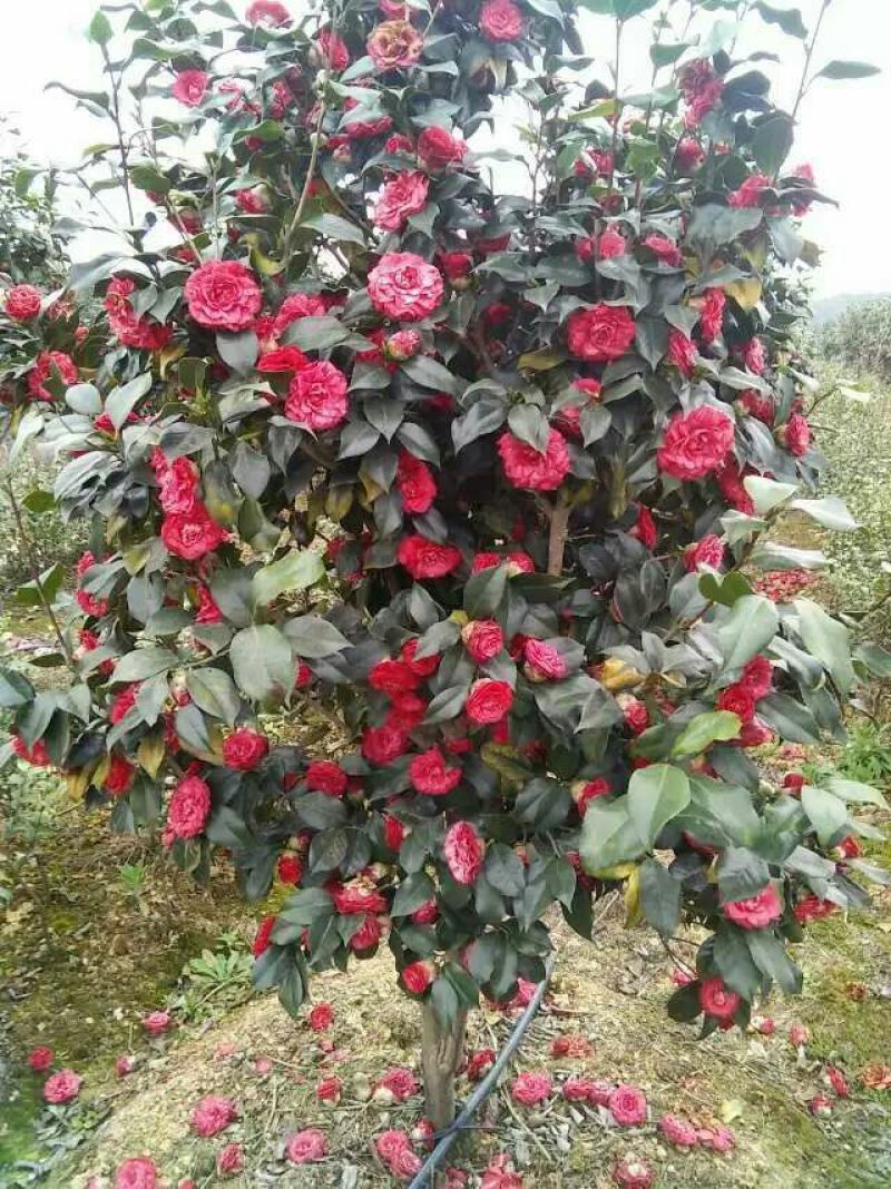 茶花球100~140cm