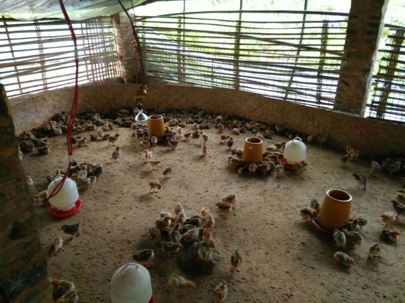 麻鸡苗1斤以下