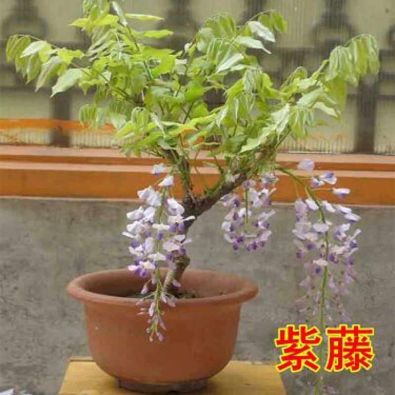 紫藤1cm以下1~2cm2~3cm3~4cm1米以
