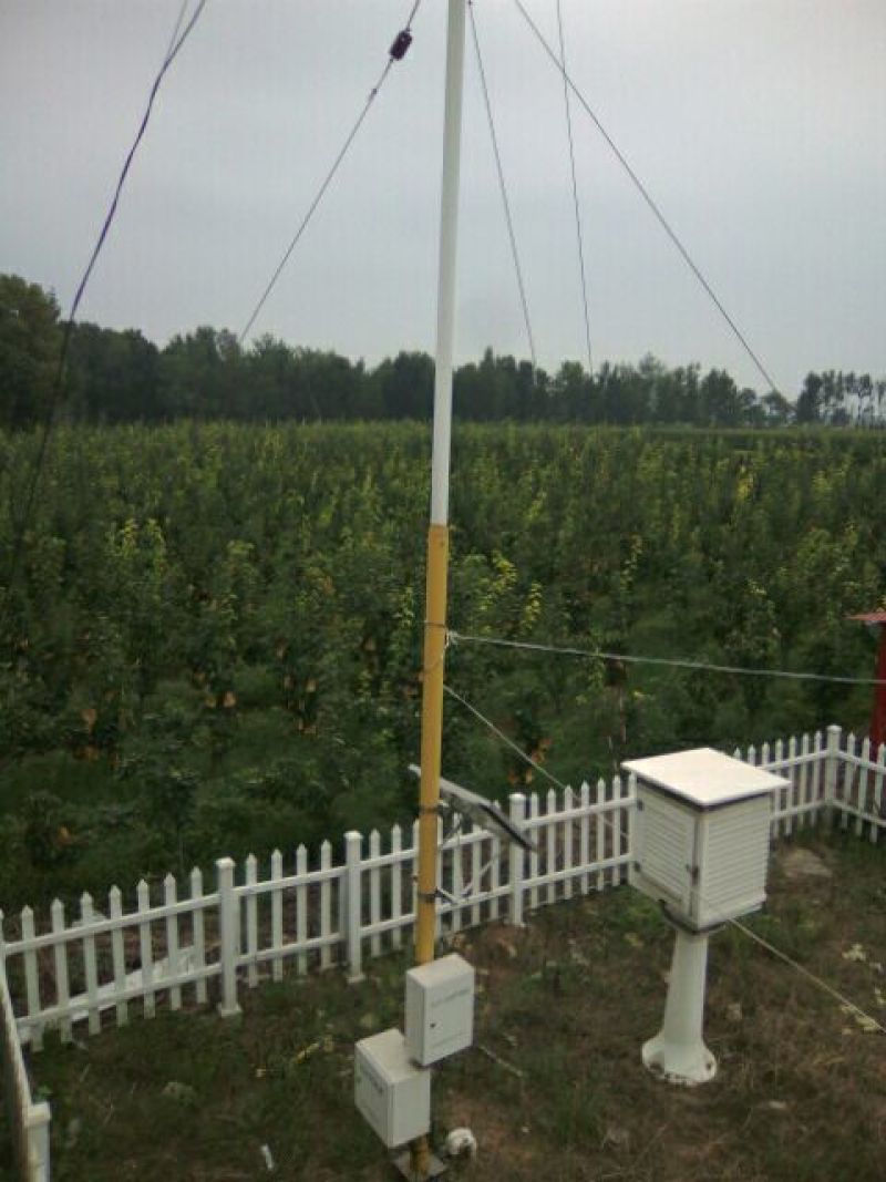 晚秋黄梨450~500g纸加膜