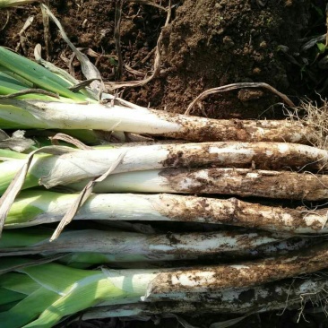 章丘大葱40cm以上毛葱3cm左右