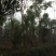 黄山栾树