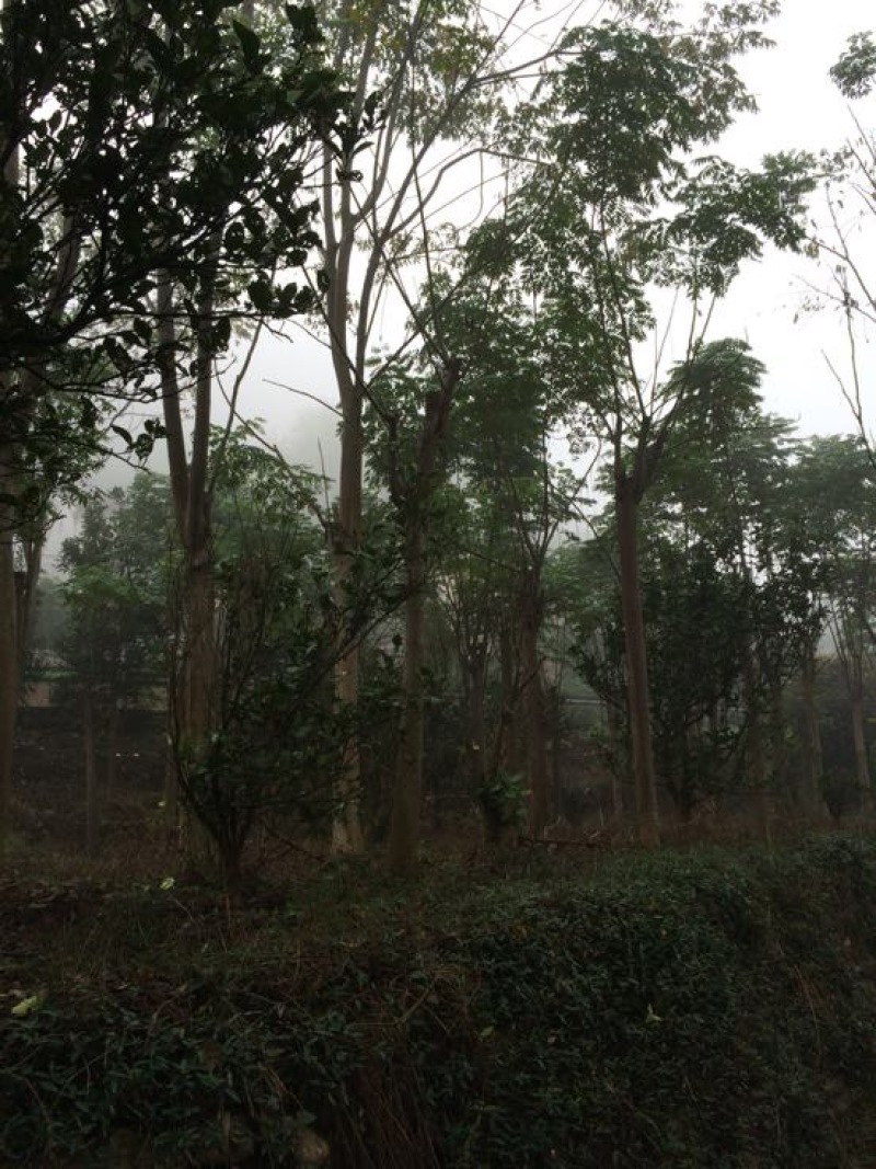 黄山栾树