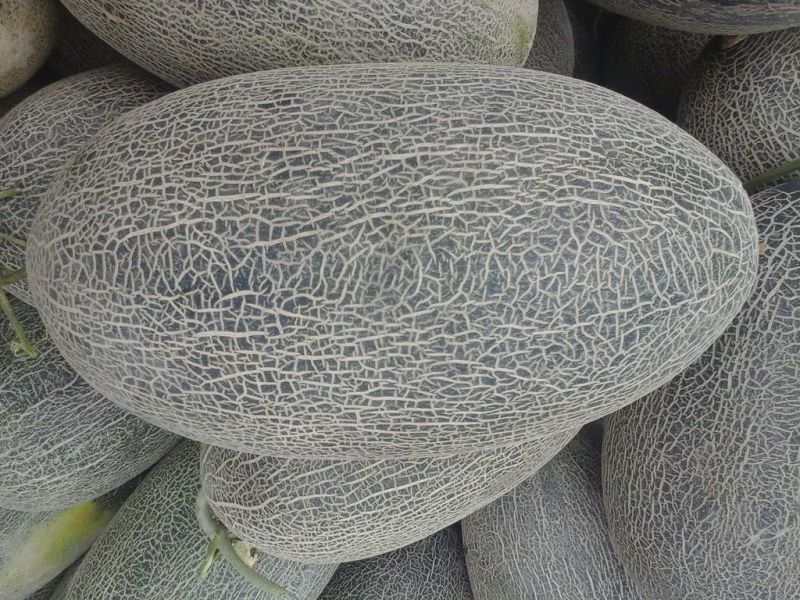 伽师瓜7斤以上椭圆形