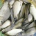 鲤鱼食用0.5~1公斤