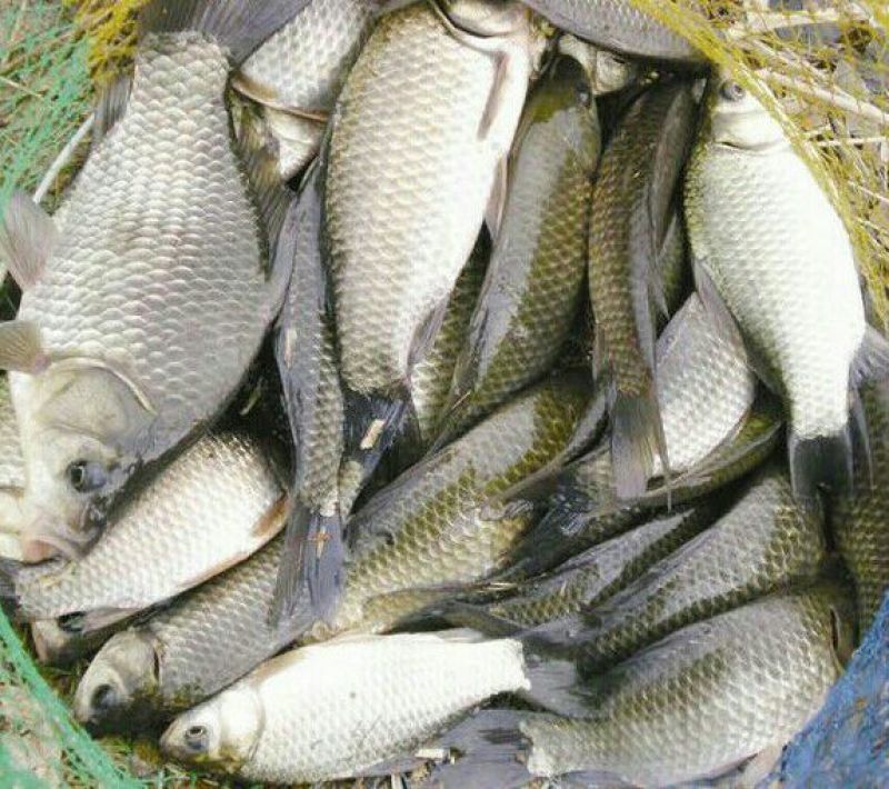 鲤鱼食用0.5~1公斤