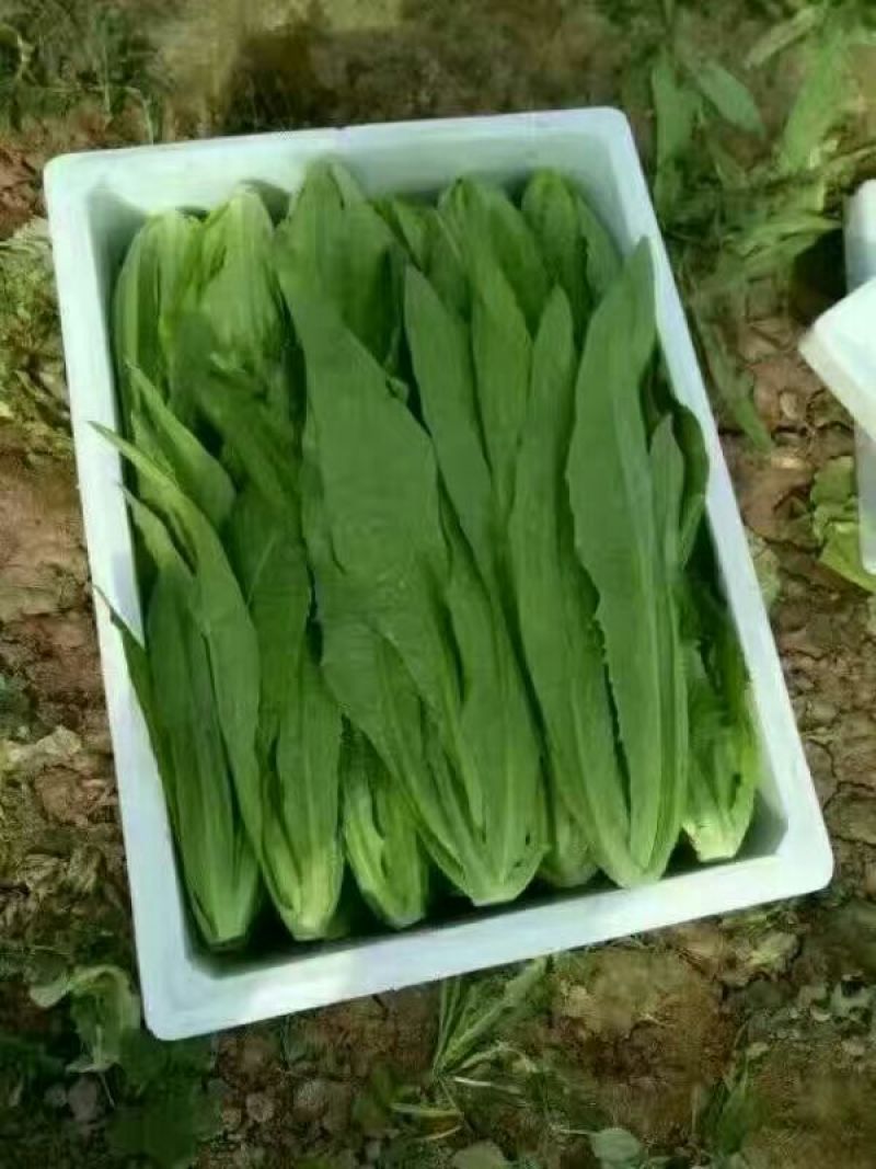 油麦菜，大量上市。可以视频看货，货源充足，