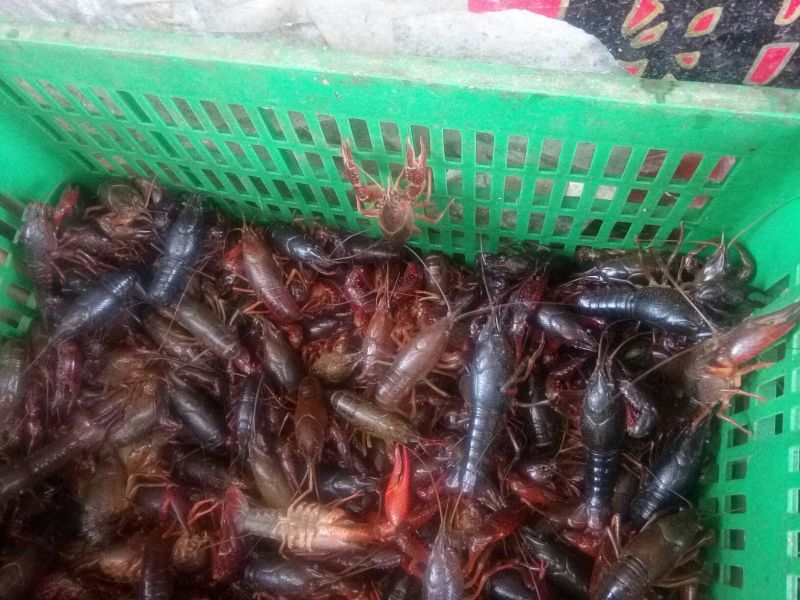 小龙虾食用活虾2~4钱