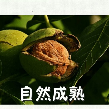 香玲核桃去皮干