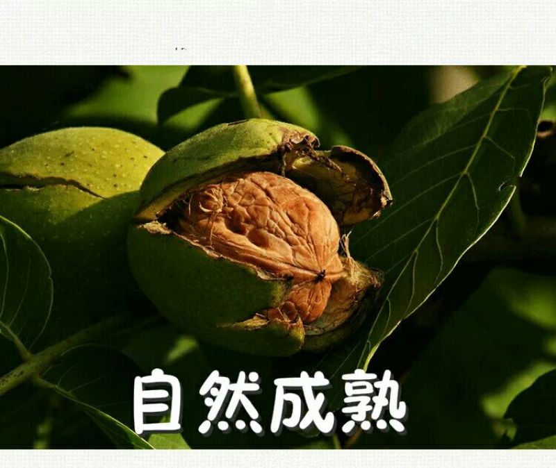 香玲核桃去皮干