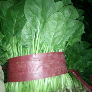 大叶菠菜25~30厘米