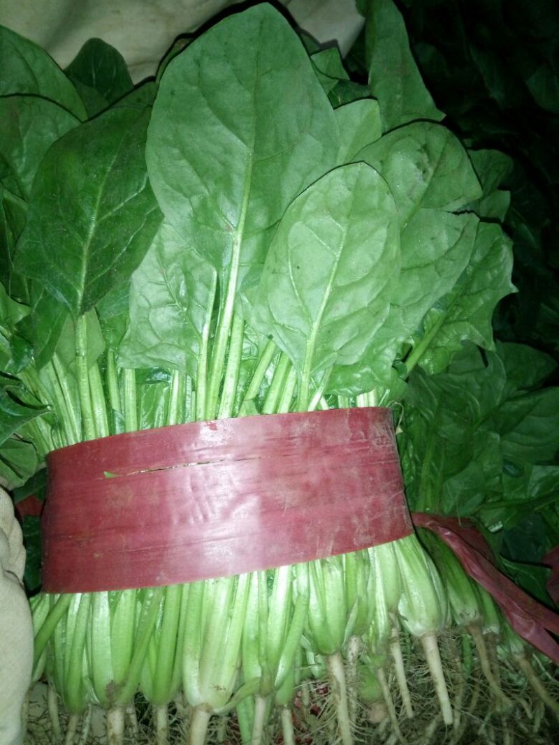 大叶菠菜25~30厘米