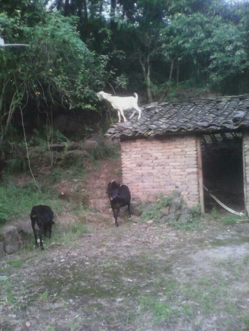 羊肉山羊肉否