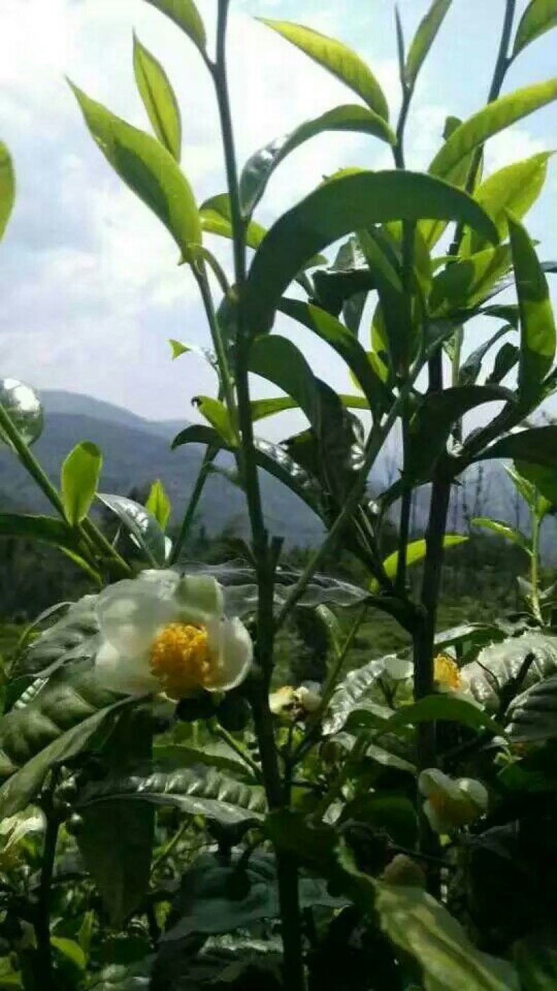 普洱绿茶