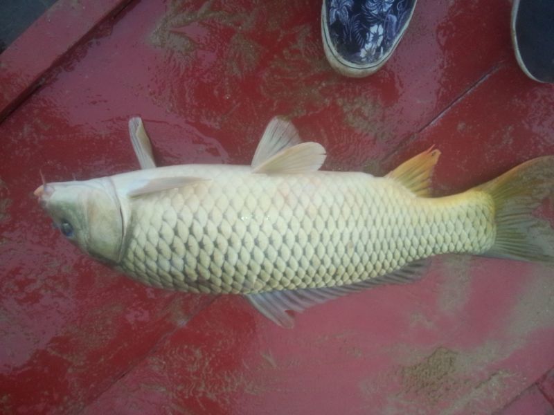 河鲤鱼食用2~3公斤