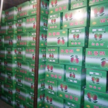 红香酥梨150~200g膜袋