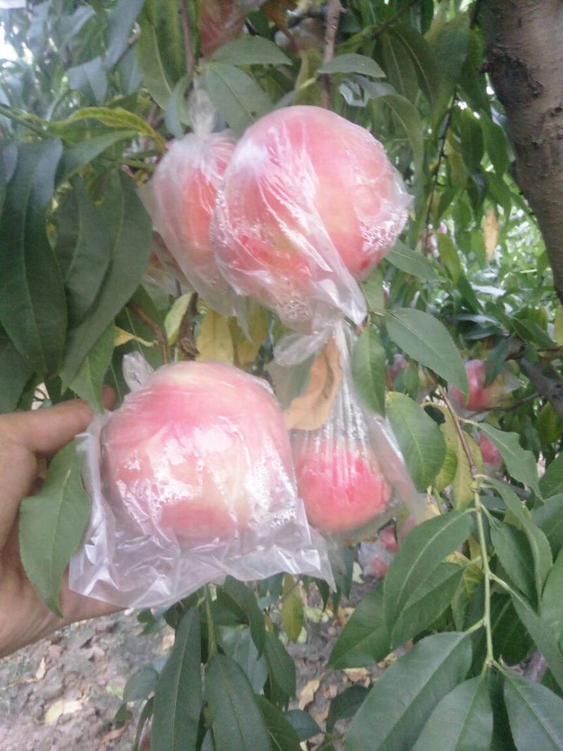 富岛桃王毛桃批发，膜袋毛桃基地价格