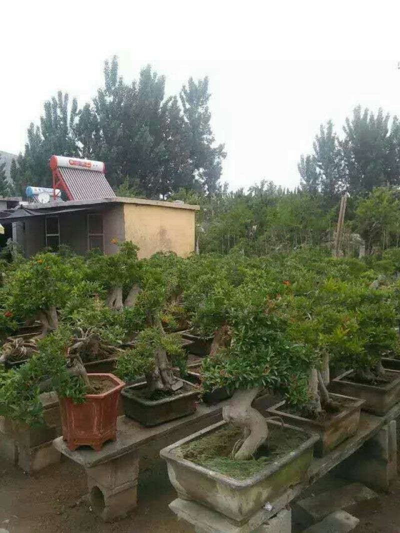 石榴盆景大小规格都有，真正的一手货源产地直销