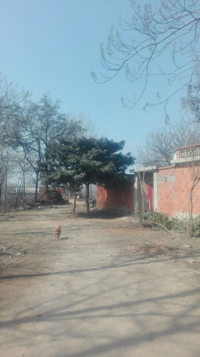 枇杷树111~140cm
