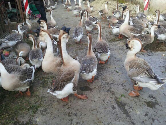 广西百色市靖西县狮头鹅 10~12斤批发_黄勇平