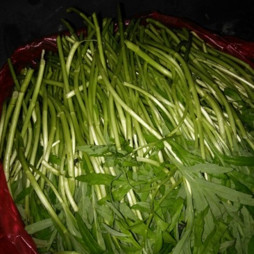 芦篙，，，，，，，，，，，，