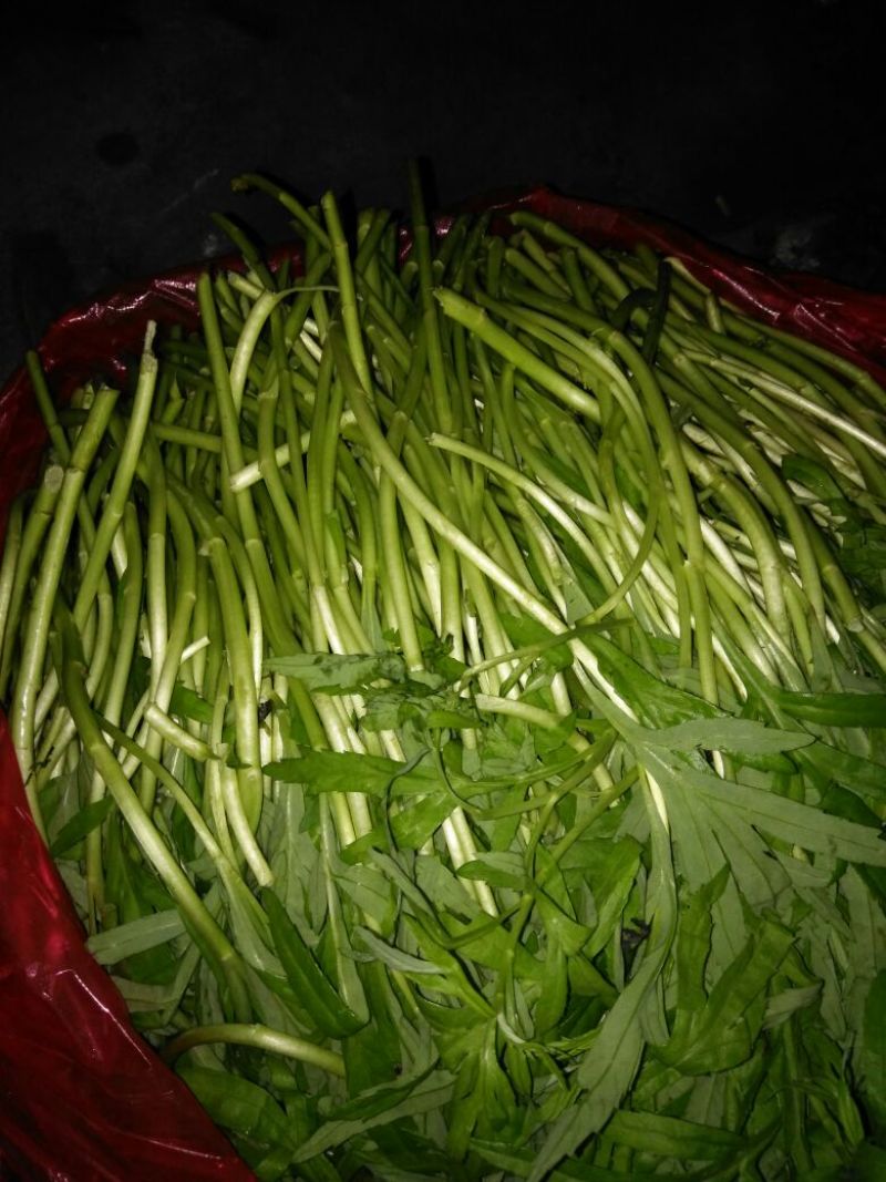 芦篙，，，，，，，，，，，，
