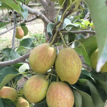 库尔勒香梨