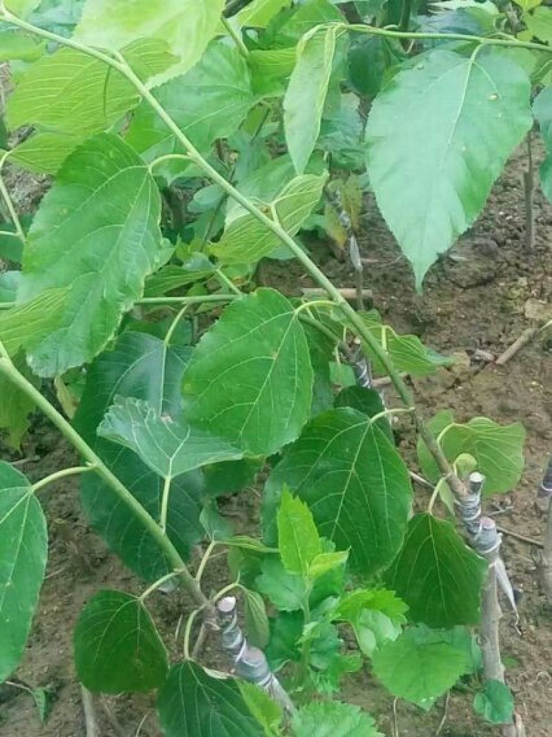 果桑苗、长果桑苗、饲料桑苗、