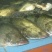 翘嘴鳜食用活鱼20~30cm