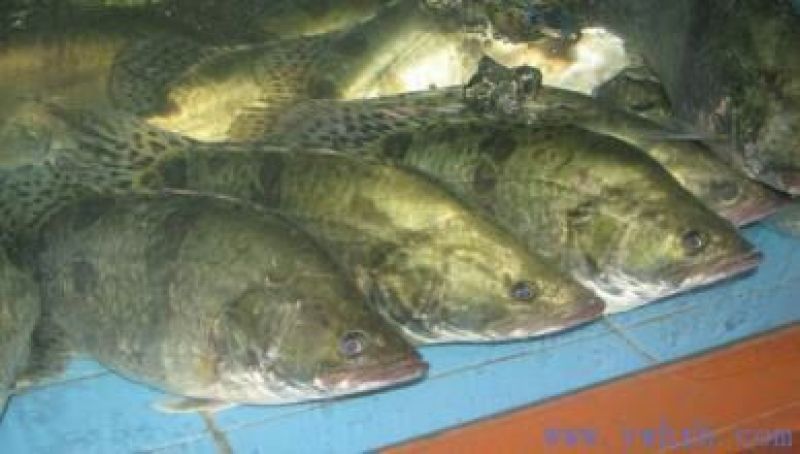 翘嘴鳜食用活鱼20~30cm