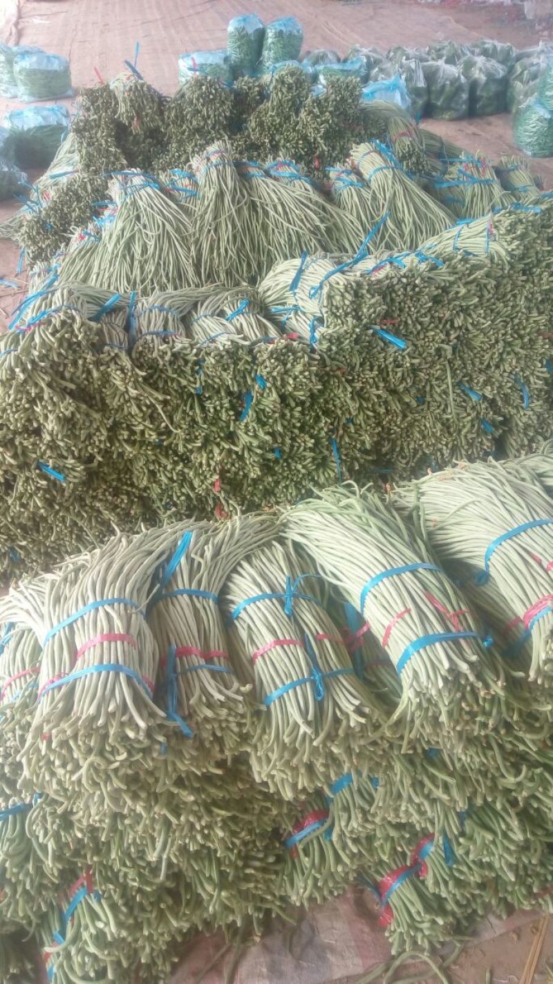 豆角精品，大量供应，货源充足，适合个大市场需求