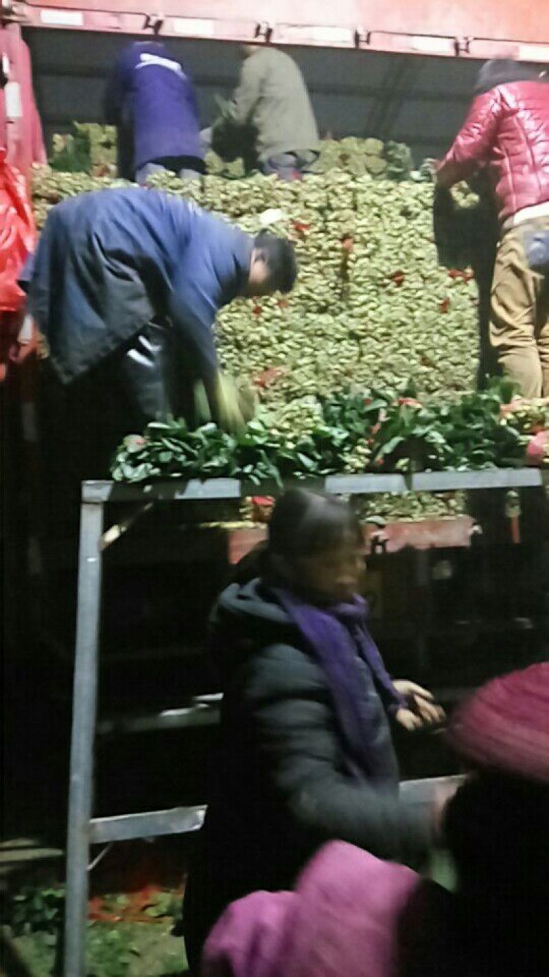 大叶菠菜20到25公分，3000斤起批！