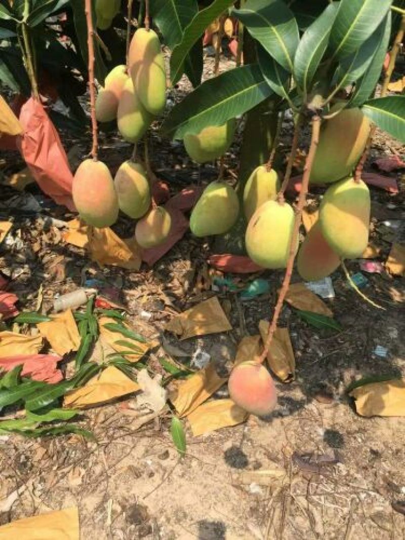 芒果2两以上