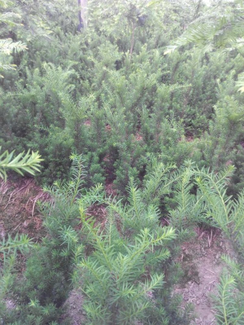 红豆杉盆景不含盆50~80cm