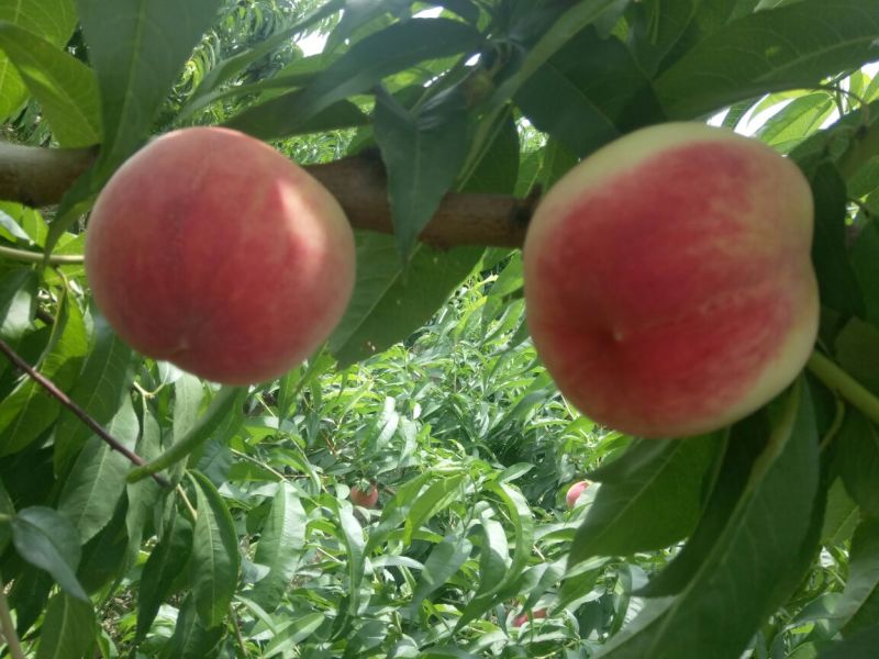 620毛桃批发，脆蜜红毛桃价格，夏之梦毛桃基地价格