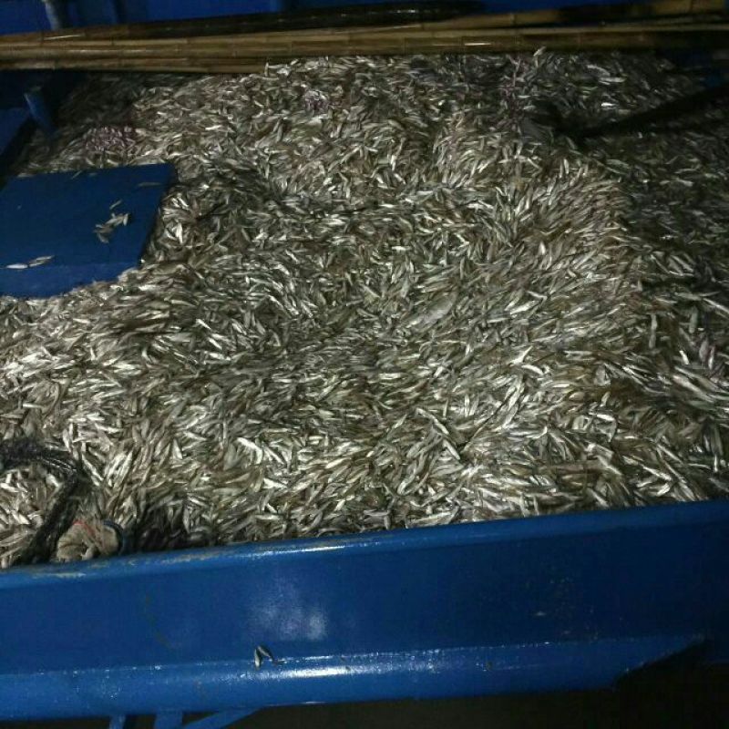 小白鱼