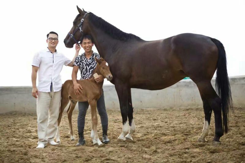 伊犁马300~400kg