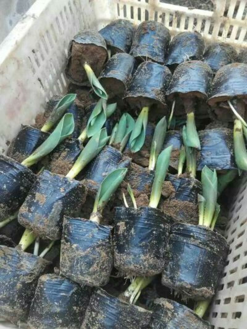 多种颜色郁金香20~30cm供应淘宝客户专用