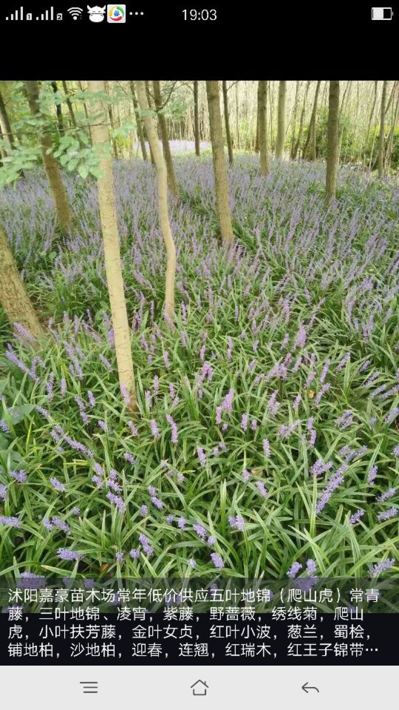 麦冬草