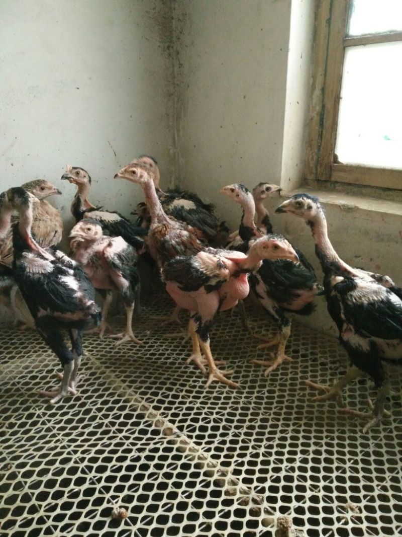 斗鸡苗35~45克脱温苗
