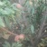 映霜红桃苗