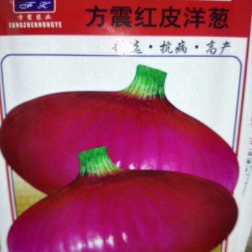 洋葱种子85%以上