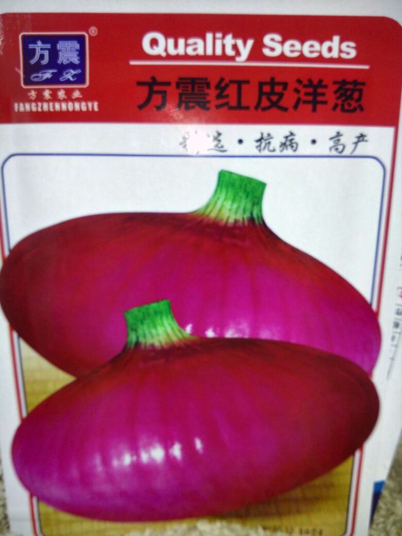 洋葱种子85%以上