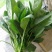 小叶菠菜15~20厘米