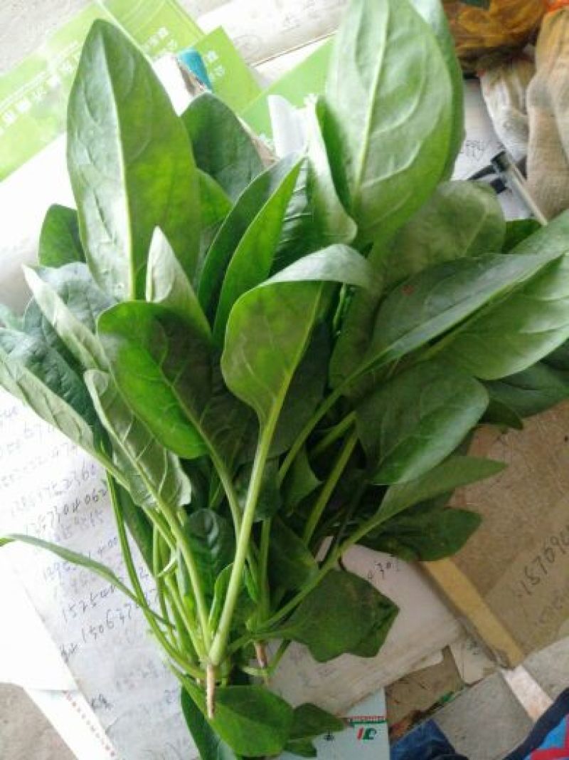 小叶菠菜15~20厘米
