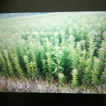 杨梅树30~50cm