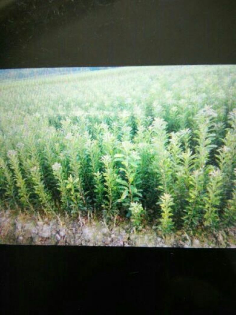 杨梅树30~50cm