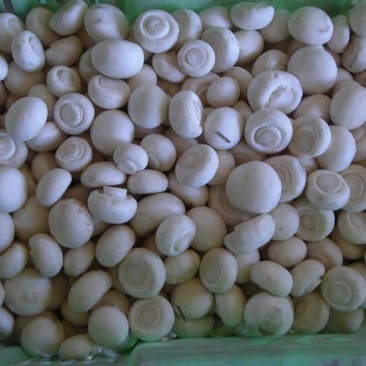 双孢菇一级4cm